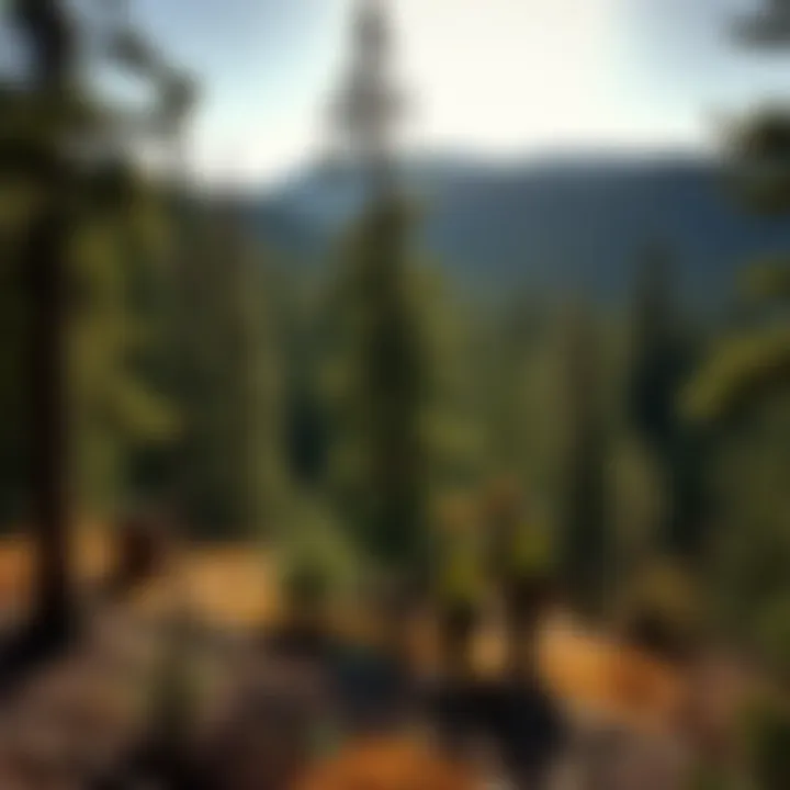 Notable Exploring Employment Opportunities in Forestry Jobs in New Mexico