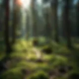 Exploring Fertigation Fertilizer in Sustainable Forestry Practices Introduction