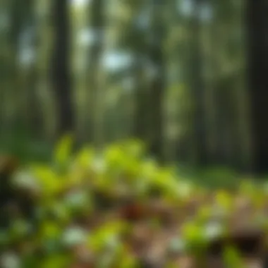 Exploring Fertigation Fertilizer in Sustainable Forestry Practices Summary