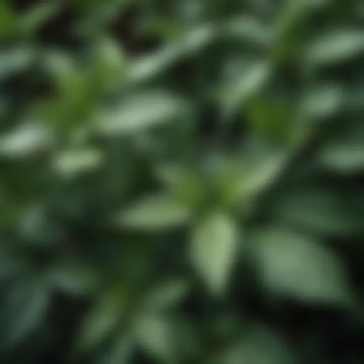 Close-up of delicate leaves of a medicinal forest herb