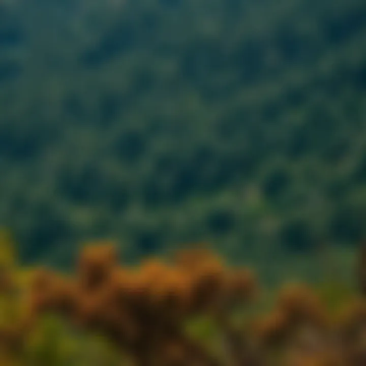 Notable Exploring GIS Positions in Forestry: Opportunities and Paths