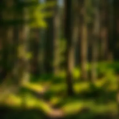 Exploring GIS Positions in Forestry: Opportunities and Paths Summary Exploring GIS Positions in Forestry: Opportunities and Paths Summary