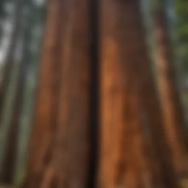 Close-up of Sequoia trees showcasing their majestic bark