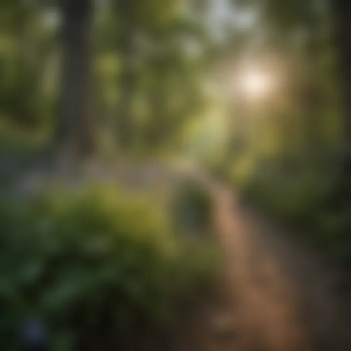 Wildflowers blooming on a scenic trail in Missouri