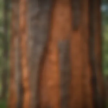 A close-up of the bark texture of a giant sequoia tree