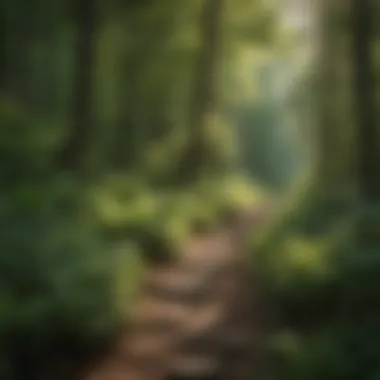Scenic view of the Killington hiking trail surrounded by lush greenery.