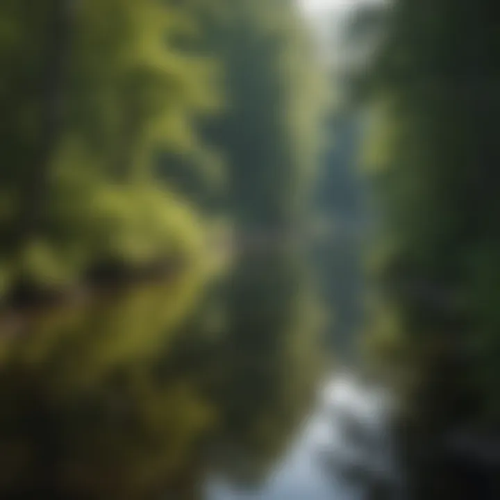 A serene view of the Manistee River surrounded by lush green forests.