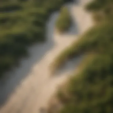 Bird's-eye view of trails winding through Michigan's beach dunes