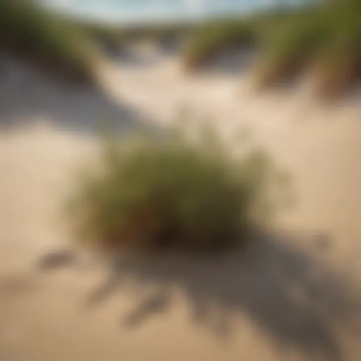 Close-up of unique dune vegetation thriving in sandy soil