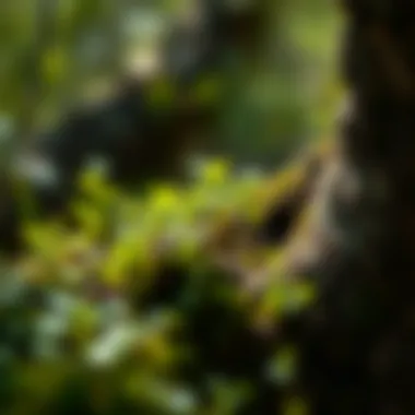 Exploring Micro Greening: Techniques and Implications for Urban Ecology Introduction