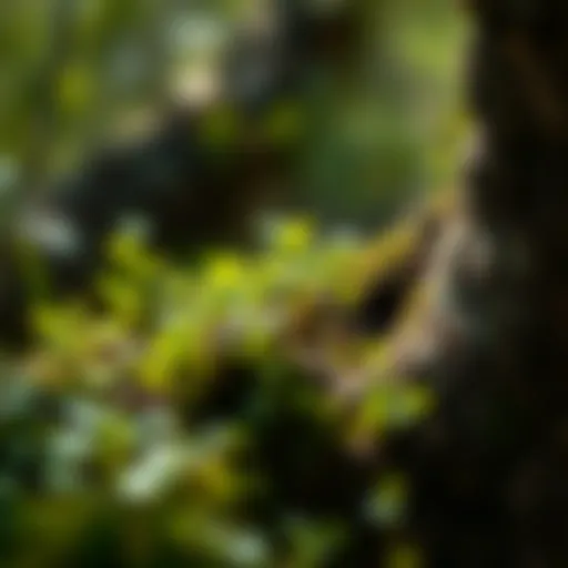 Exploring Micro Greening: Techniques and Implications for Urban Ecology Introduction