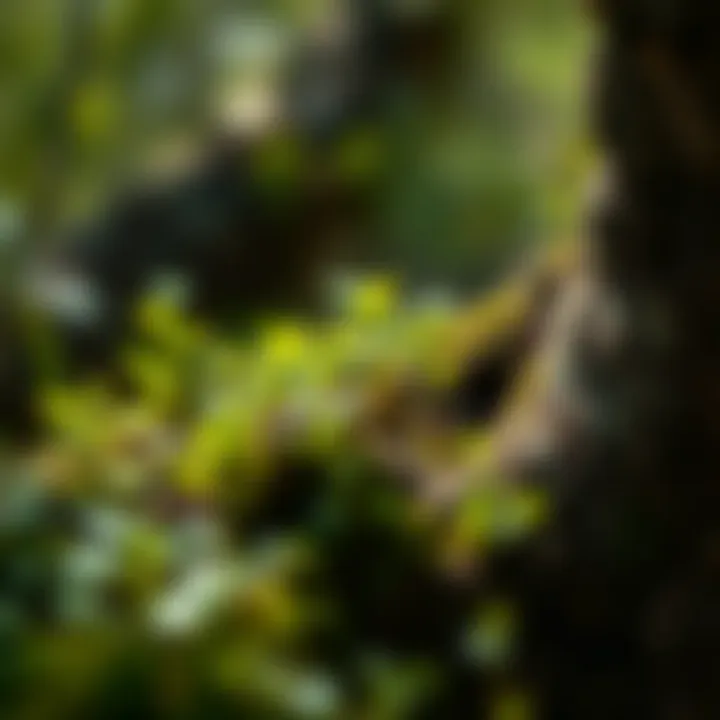 Exploring Micro Greening: Techniques and Implications for Urban Ecology Introduction