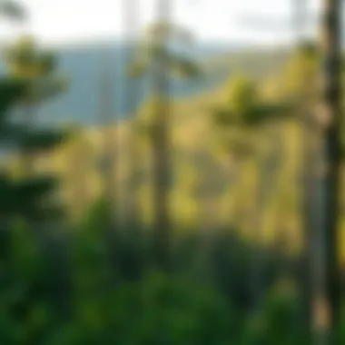 Notable Exploring Monongahela National Forest: A Guide to Hiking Notable Exploring Monongahela National Forest: A Guide to Hiking