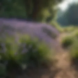 A serene landscape featuring calming herbs such as lavender and chamomile