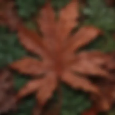 A close-up of vibrant palmate leaves showcasing their intricate veins and unique shapes.