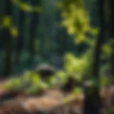 Exploring Panther Creek State Park: A Destination for Nature Enthusiasts Introduction