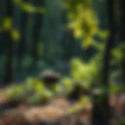 Exploring Panther Creek State Park: A Destination for Nature Enthusiasts Introduction