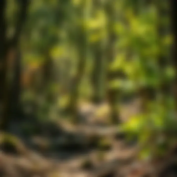 Notable Exploring Panther Creek State Park: A Destination for Nature Enthusiasts