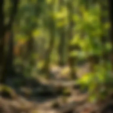 Notable Exploring Panther Creek State Park: A Destination for Nature Enthusiasts Notable Exploring Panther Creek State Park: A Destination for Nature Enthusiasts