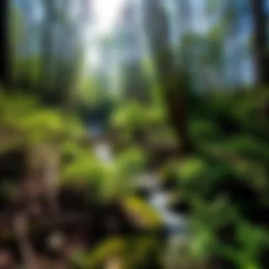 Exploring Panther Creek State Park: A Destination for Nature Enthusiasts Summary Exploring Panther Creek State Park: A Destination for Nature Enthusiasts Summary