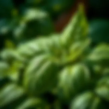 Basil: A Culinary Delight Close-up of fresh basil leaves