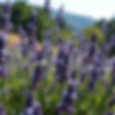 Lavender: Nature's Fragrance Lavender plants in bloom
