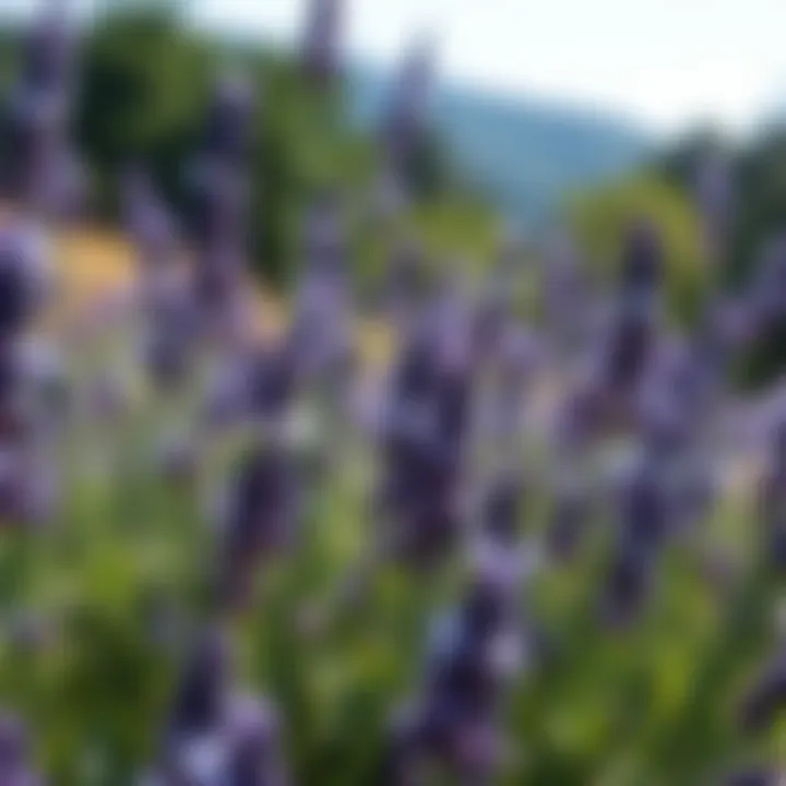 Lavender: Nature's Fragrance Lavender plants in bloom