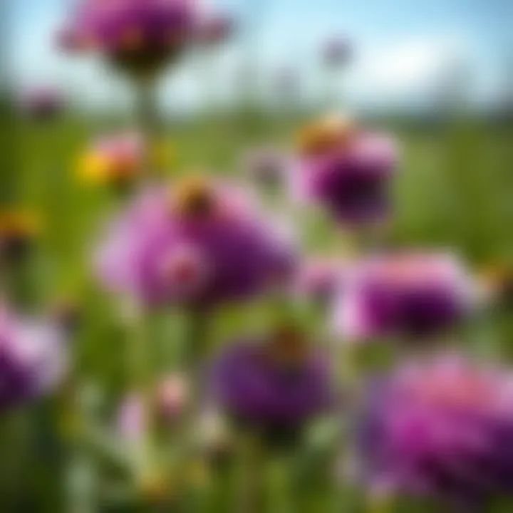 Attraction of Pollinators to Thistle Flowers Close-up of thistle flowers attracting pollinators