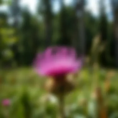 Effective Management Strategies for Thistle Control Land management practices for controlling thistle populations