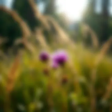 Interactions Between Thistles and Native Grasses Thistle plants interacting with native grass species