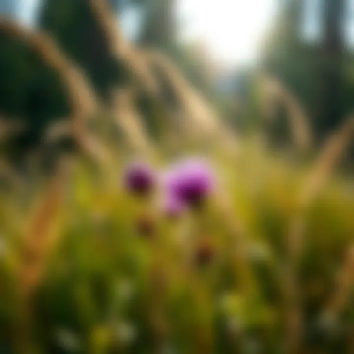 Interactions Between Thistles and Native Grasses Thistle plants interacting with native grass species