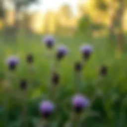 Thistle plants thriving in a vibrant grassland setting