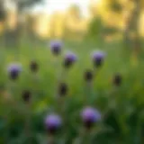 Thistle Diversity in Grassland Ecosystems Thistle plants thriving in a vibrant grassland setting