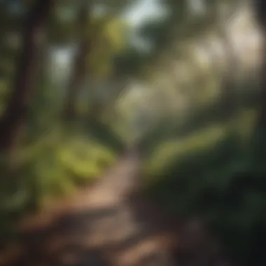 Lush forest pathway leading to the resort