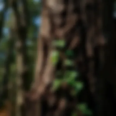 Notable Exploring the Benefits and Applications of Tree Bark Supplements Notable Exploring the Benefits and Applications of Tree Bark Supplements