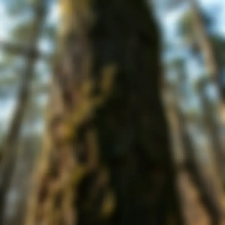 Exploring the Benefits and Applications of Tree Bark Supplements Summary
