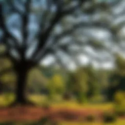 Exploring the Best Oak Trees for Deer Habitat Introduction