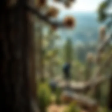 Exploring the Big Bear Hikes: A Comprehensive Guide to Woodland Treks Introduction