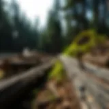 Exploring the Broad Form of Loggers: Impacts and Insights Introduction