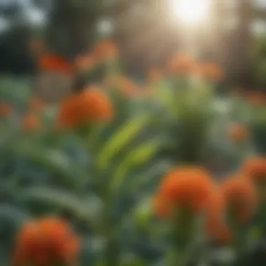 Garden setting with butterfly milkweed illustrating care techniques