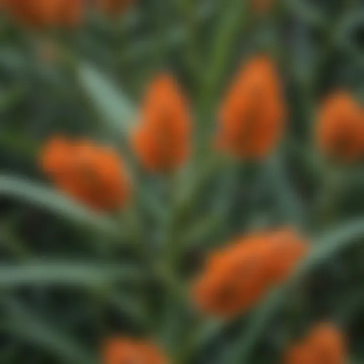 Close-up view of butterfly milkweed leaves showcasing unique texture