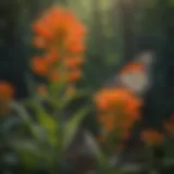 Vibrant butterfly milkweed flowers attracting butterflies