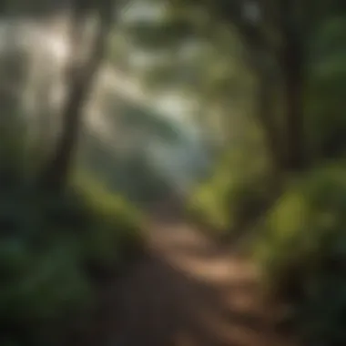 Exploratory Trails in the Forest Trail winding through the dense underbrush of the Caribbean National Forest