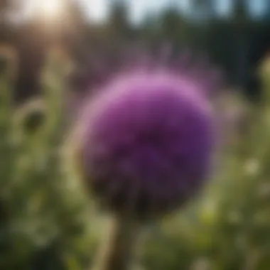 A close-up view of a vibrant purple thistle flower in bloom.