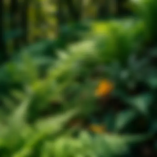 A lush fern garden showcasing various species in a forest setting.