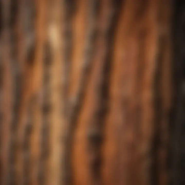 A close-up of redwood bark displaying its unique texture