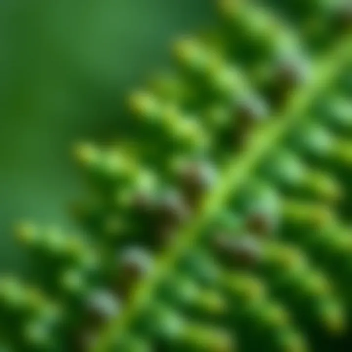 Close-up of fern spores on the underside of a leaf.