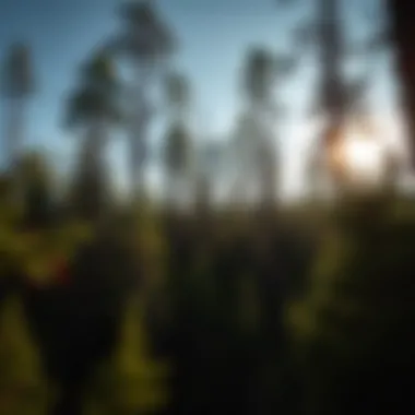 Exploring the Dynamics of Outdoor Job Sites in Forestry and Woodland Stewardship Summary