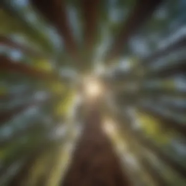 A View from Below the Redwoods Majestic redwood forest canopy