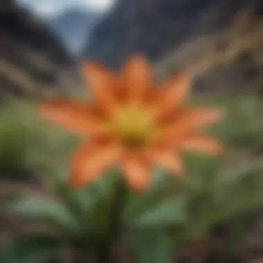 Close-up of unique flora native to Hells Canyon